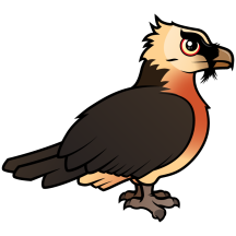 Lammergeier
