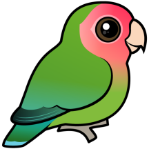 Rosy-faced Lovebird