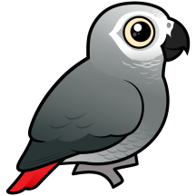 African Grey Parrot
