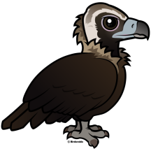 Cinereous Vulture