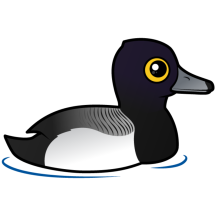 Lesser Scaup