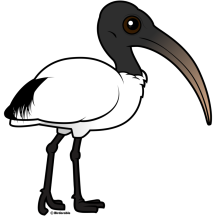 Sacred Ibis
