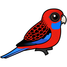 Crimson Rosella