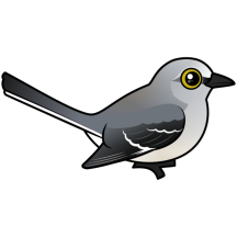 Northern Mockingbird