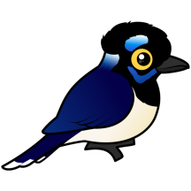 Plush-crested Jay