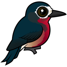 Puerto Rican Woodpecker