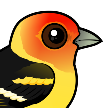 Tanagers, Buntings & Cardinals