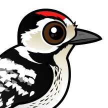 Woodpeckers