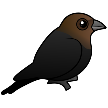 Brown-headed Cowbird