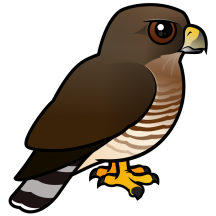 Broad-winged Hawk