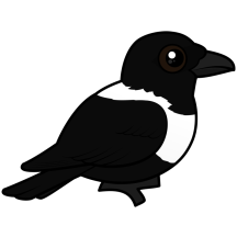 Pied Crow