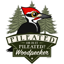 Or Is It Pileated?
