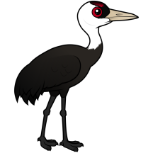 Hooded Crane