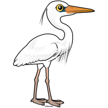 Great White Heron