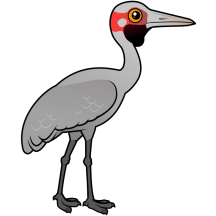Brolga