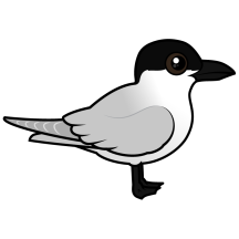 Gull-billed Tern