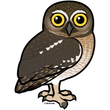 Elf Owl