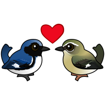 Black-throated Blue Love