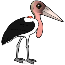 Marabou Stork
