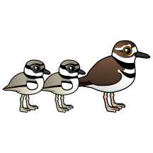 Killdeer & two chicks