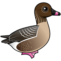 Pink-footed Goose