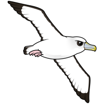Shy Albatross in flight