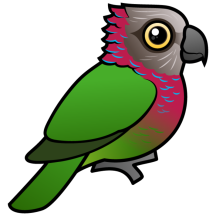 Red-fan or Hawk-headed Parrot