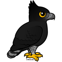 Black Hawk-Eagle
