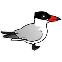 Caspian Tern