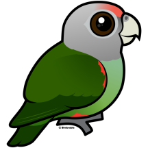 Grey-headed Parrot