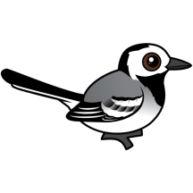 White Wagtail