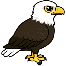 Adult Bald Eagle