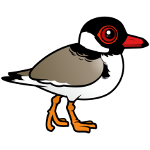 Hooded Plover