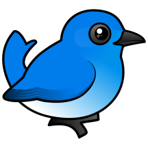 Mountain Bluebird