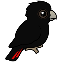 Red-tailed Black Cockatoo