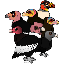 New World Vultures