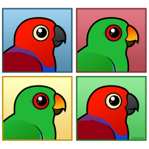 Four Color Eclectus Parrots