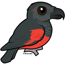 Pesquet's Parrot
