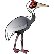 White-naped Crane