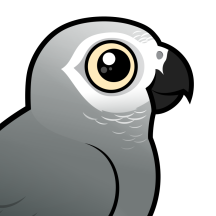 Parrots & Parakeets