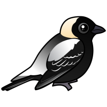 Bobolink