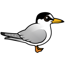 Birdorable Little Tern