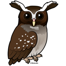 Crested Owl
