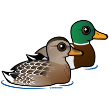 Cute Mallard Pair