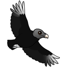 Flying Black Vulture