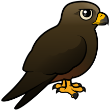 Black Kite