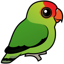 Black-winged Lovebird