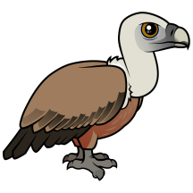 Griffon Vulture
