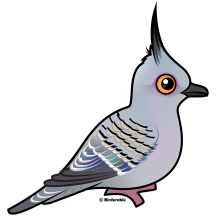 Crested Pigeon