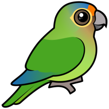 Orange-fronted Parakeet